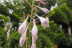 Moegi no mura - Fleurs