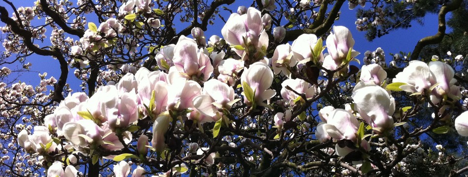 magnolia rouen
