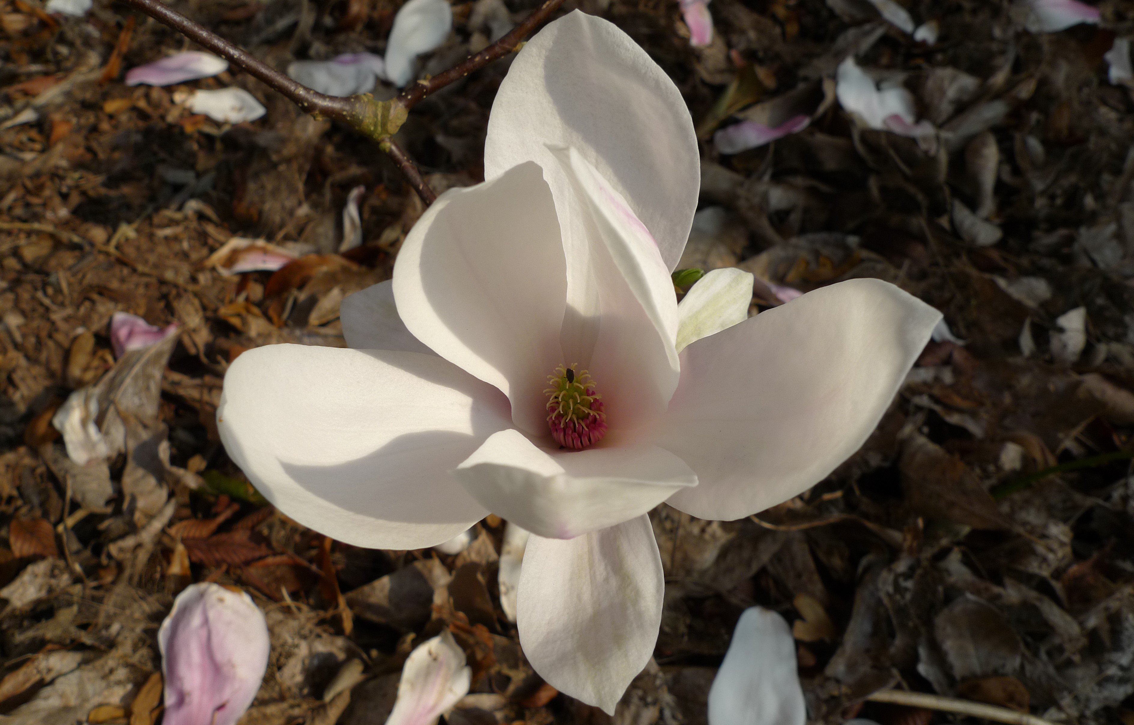rouen magnolia jardin des plantes