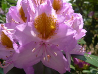 rhododendron jindai