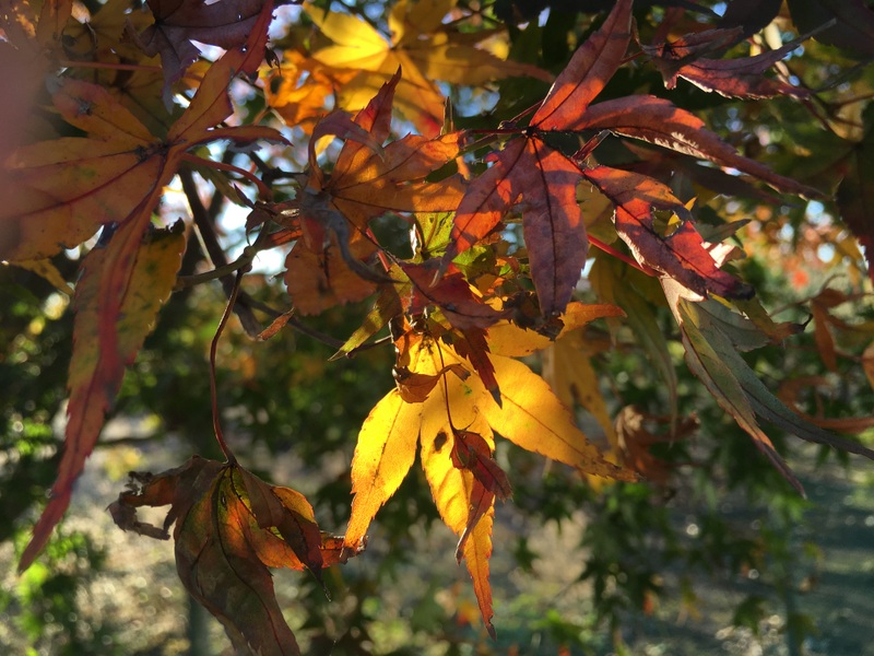 feuilles automne japon