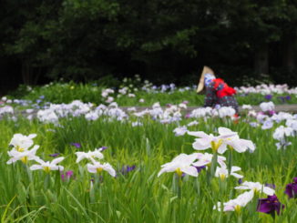 iris garden yokosuka