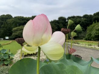 lotus jindai chofu