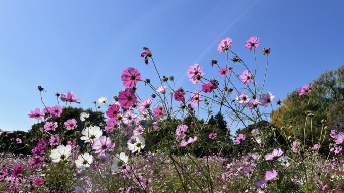 cosmos showa kinen park