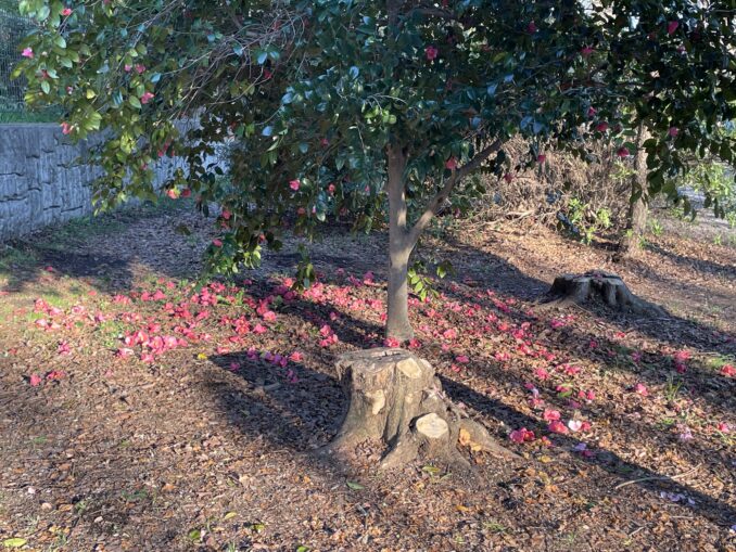 camelia inokashira