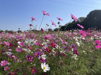 cosmos koganei