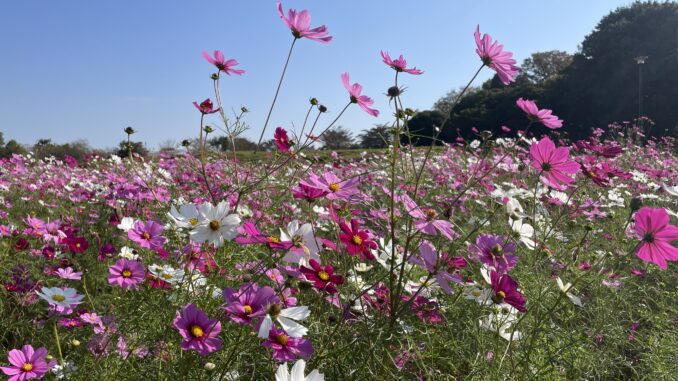 IMG_5894 cosmos koganei