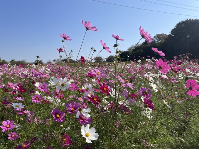 cosmos koganei