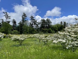 minami yatsugatake hananomori
