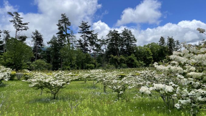 minami yatsugatake hananomori