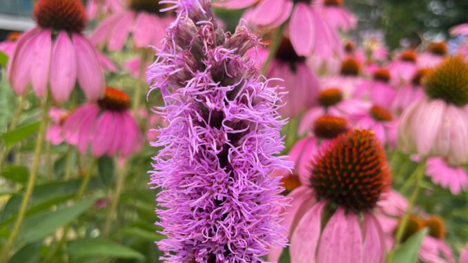 echinacées