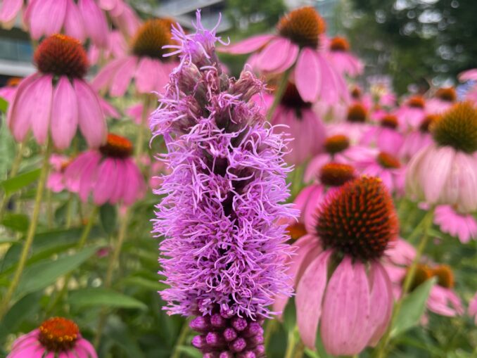 echinacées