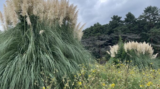 showa kinen koen