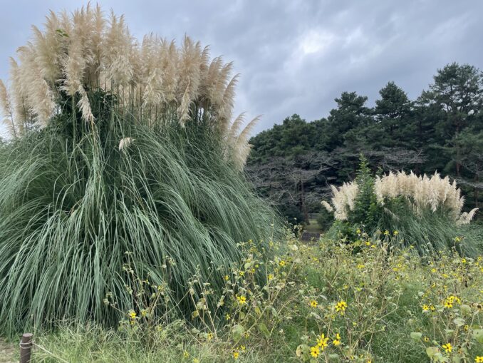 showa kinen koen