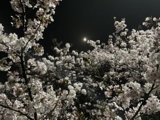 sakura by night inokashira