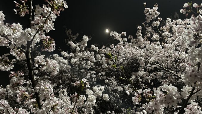 sakura by night inokashira