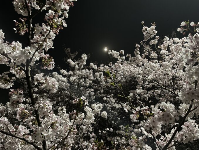 sakura by night inokashira