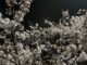 sakura by night inokashira